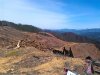 forestry-service-presentation.jpg